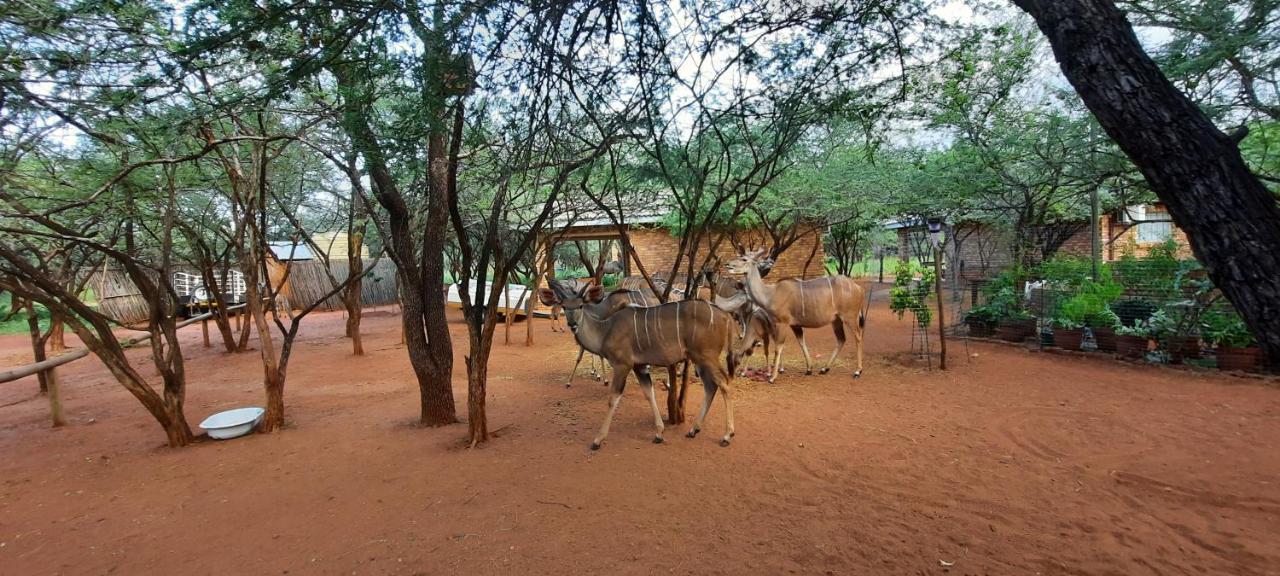 462 Bosbok Chalets Marloth Park Eksteriør bilde