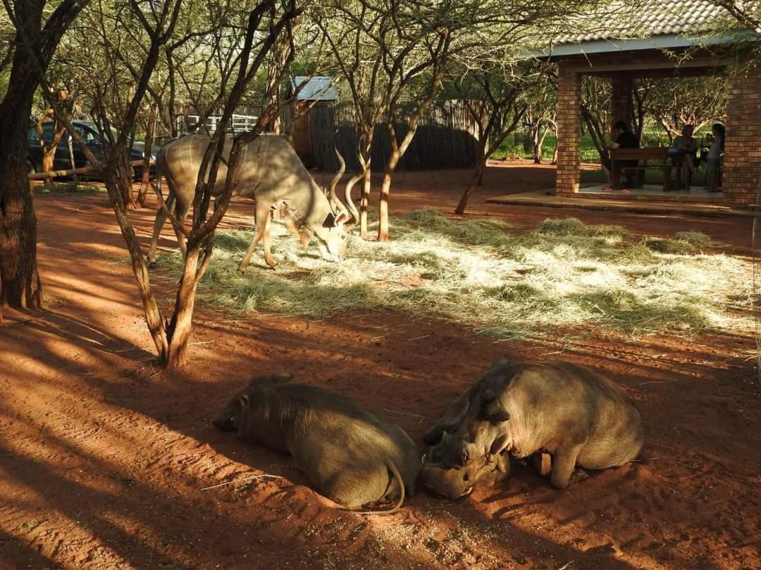 462 Bosbok Chalets Marloth Park Eksteriør bilde