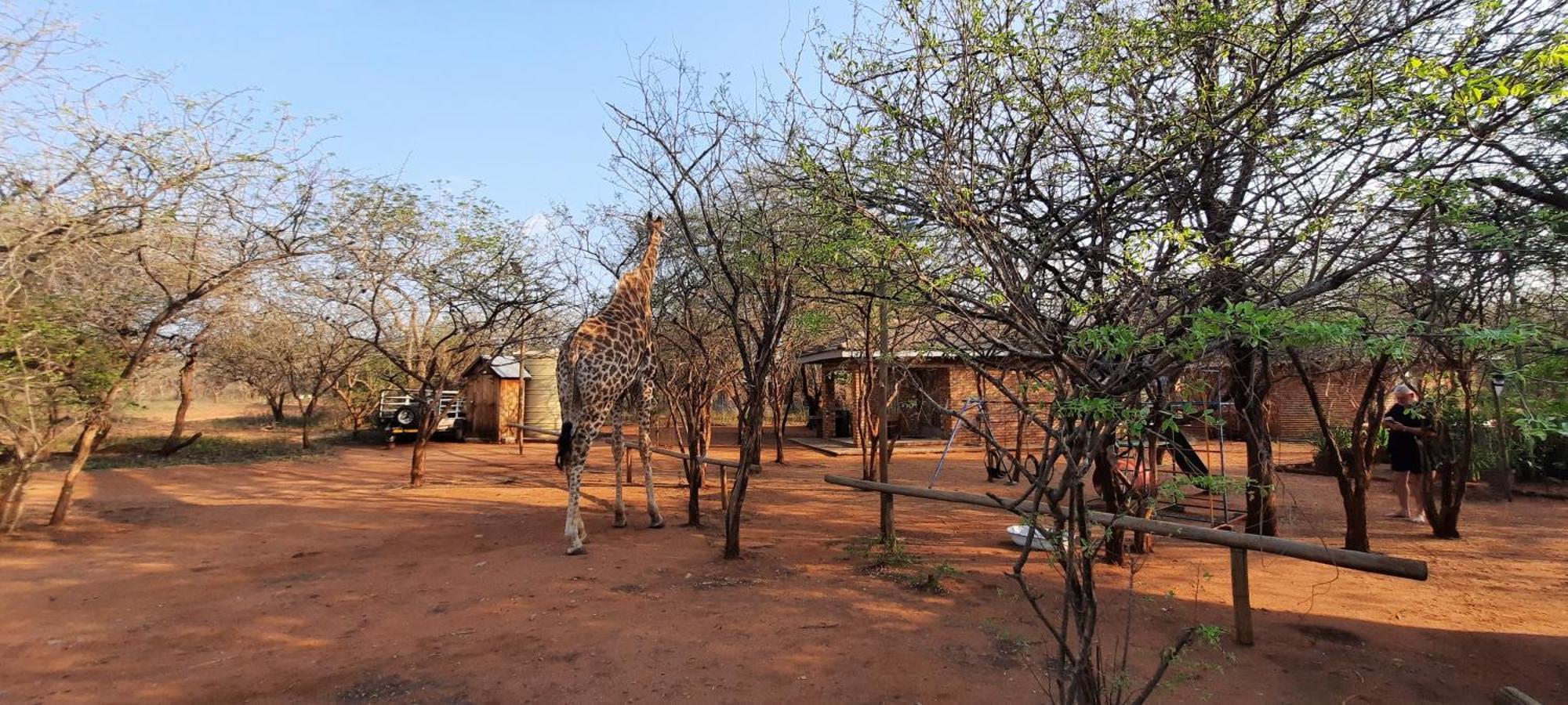 462 Bosbok Chalets Marloth Park Eksteriør bilde