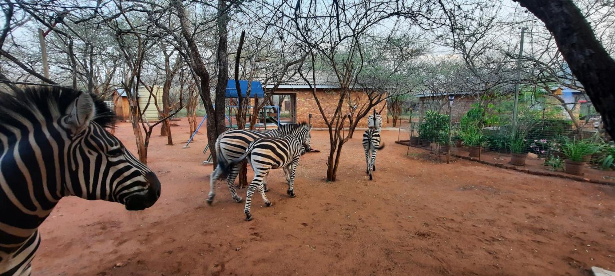 462 Bosbok Chalets Marloth Park Eksteriør bilde