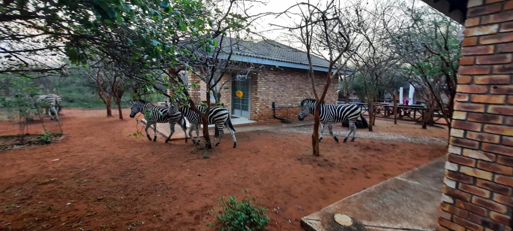 462 Bosbok Chalets Marloth Park Eksteriør bilde